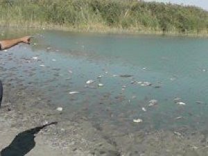 Konya'da balık ölümleri