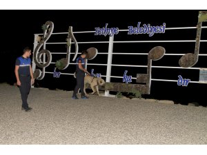 Otomobilin arkasında sürüklenen köpeğe belediye sahip çıktı