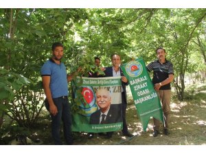 2400 rakımlı Başkale’de fındık ağaçlarından ürün aldı