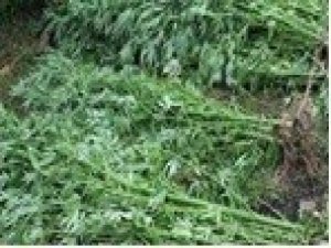 Kocaeli’nin bir aylık uyuşturucu raporu açıklandı