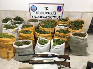 Jandarma ormanlık alanda bin 192 kök kenevir ele geçirdi