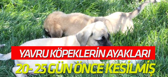 Yavru Köpeklerin Ayakları 20- 25 Gün Önce Kesilmiş