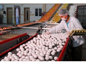 Malatya’da Ağustos ayının zam şampiyonu yumurta oldu