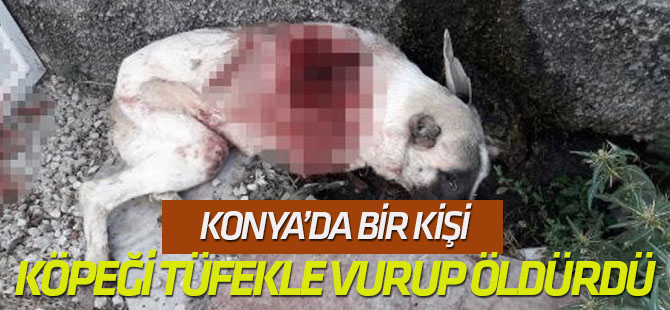 Bahçesine Giren Köpeği Tüfekle Vurup Öldürdü