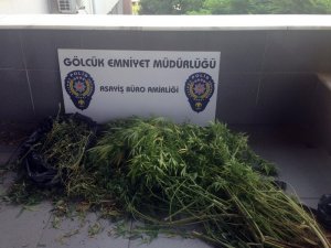 Binanın çatı katında hint keneviri yetiştirdiler