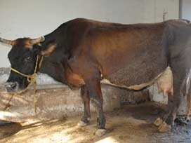 Büyükbaş hayvan, pazara inmiyor