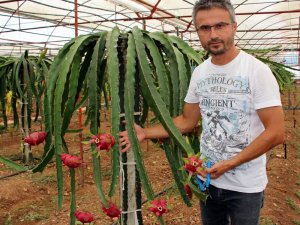 Domates ve biberin masrafından bıkıp kurtuluşu Pitaya meyvesinde buldu