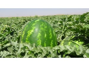 Muş ekonomisine 60 milyon TL’lik karpuz katkısı