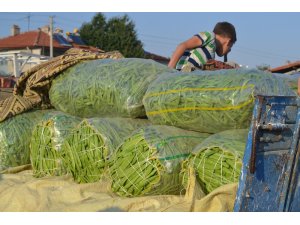 Fasulyedeki verimsizlik üreticiyi üzdü