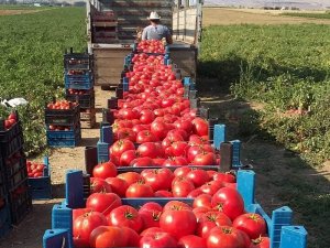 Domateste fiyat düşmeyecek