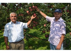 Edebey’de elma hasadı başladı