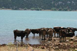 Çamlık beldesinde süt inekçiliği yaygınlaşıyor