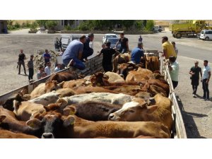 Gercüş’te genç çiftçilere büyükbaş hayvan dağıtıldı