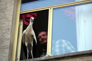 Güllü mahallenin makarası oldu