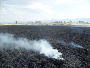 Buğday ekili 100 dönüm alan yandı
