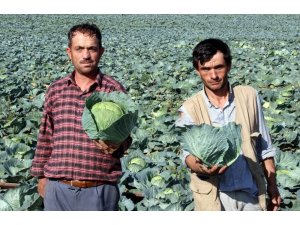 Lahana merkezi “Samsun”