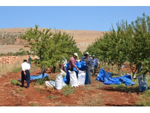 Badem diyarı Adıyaman'da hasat sürüyor