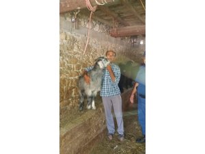 Çalınan keçileri bulununca sarılıp hasret giderdi
