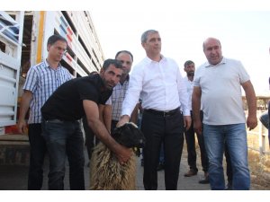 Genç çiftçilere koyun desteği