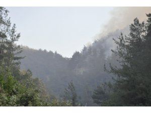Hatay’da orman yangını