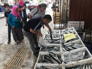 Karadeniz’de palamut bolluğu