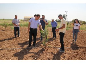 Mardin meyvecilikte marka olma yolunda