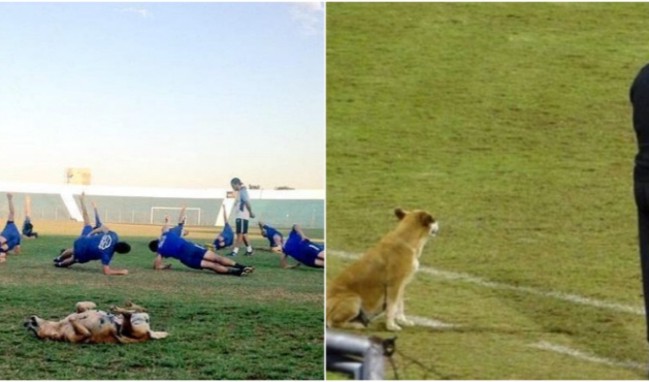 Dünya futbolcu köpeği konuşuyor!