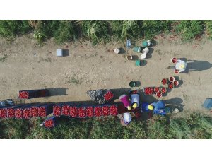 Fırsatçılar domatese de ’salça’ oldu