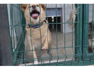 Bursa’da iki çocuğu ısıran köpek yakalandı, karantinaya alındı