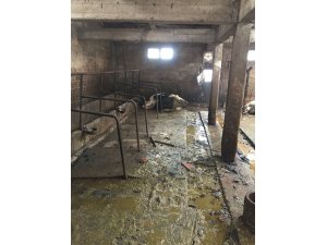 Bolu’nun Tatlar köyünde çıkan yangında 2 hayvan telef oldu