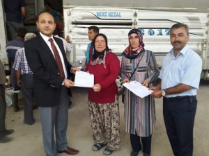 Pazarlar’da 8 Genç Çiftçi’ye 5’er adet büyükbaş hayvan