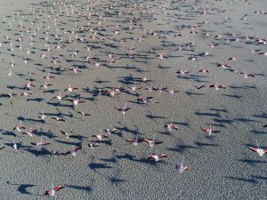 Bozkırın ortasındaki "kuş cenneti" Tuz Gölü