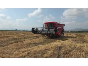 Dünyaca ünlü baldo pirincinde hasat zamanı