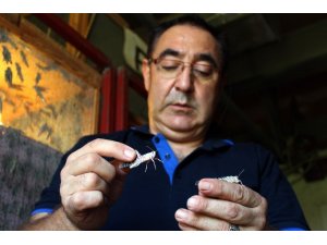 Tarım alanlarına zararıyla bilinen çekirgeleri gelir kapısı yaptı