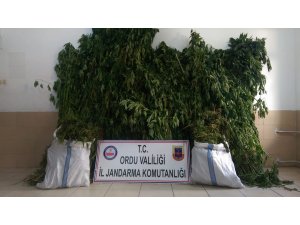 Ordu'da uyuşturucu operasyonu