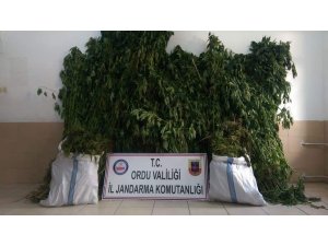 Ordu’da uyuşturucu operasyonu