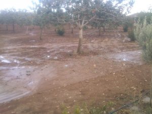 Şanlıurfa’da dolu fıstık ağaçlarını vurdu
