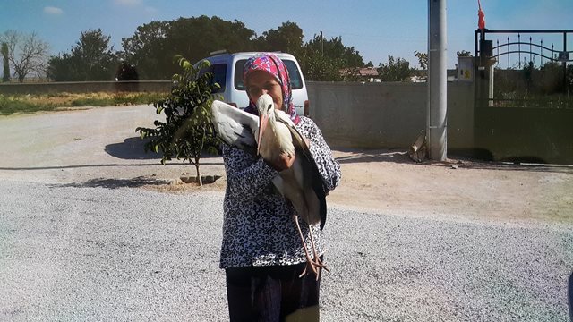 Yaralı leylek koruma altına alındı