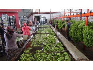 Türkiye’nin 400 bin ton muz açığını Silifke kapatacak