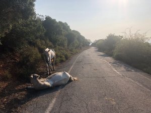 Büyükada’da yaralı halde can çekişen at yürekleri sızlattı