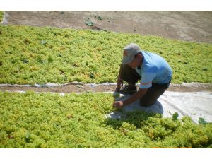 Kuru üzüm ihracatında son 9 yılın rekoru kırıldı