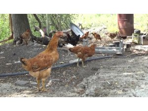 Tavuğa saldıran köpeği pompalıyla vurdu