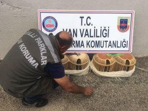 Gevaş’ta kaçak avlanmış 14 yavru keklik ele geçirildi
