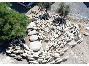 Kamunun tek Sakız koyunu çiftliğinde işler yolunda gidiyor