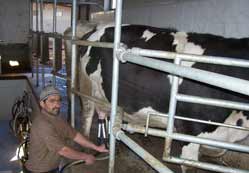 Müzikli süt sağımı yaygınlaşıyor