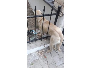 Demir parmaklıklara sıkışan köpeği itfaiye kurtardı