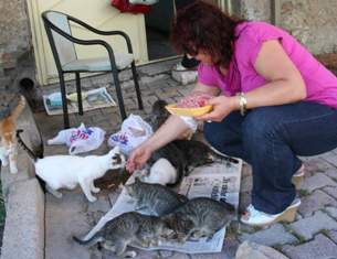 Dünyanın en şanslı sokak kedileri