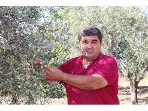 Zeytin sineği zararlısına incir ağaçlı koruma
