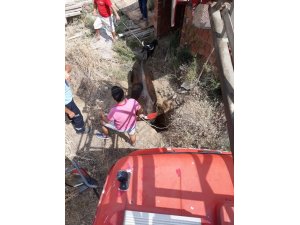 Çukura düşen danayı itfaiye kurtardı