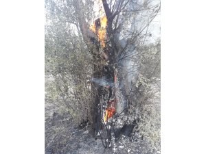 Zeytinlikteki yangın diğer ağaçlara sıçramadan söndürüldü